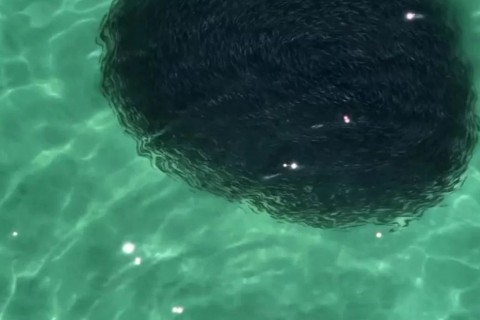 Drone registra cardume gigantesco surpreendendo banhistas na Praia do Forte, em Cabo Frio