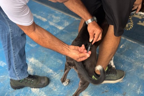 Feira de Adoção Animal tem mais uma edição com vacinação antirrábica neste sábado (19)