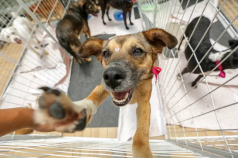Búzios promove feira de adoção de animais com vacinação gratuita neste sábado (28)