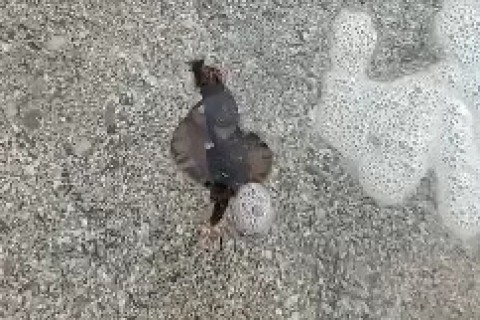 Aparição de “bailarinas espanholas” chama atenção na Praia da Foca, em Búzios