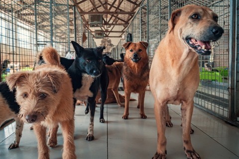 Feira de adoção responsável acontece no dia 11 de outubro em Cabo Frio