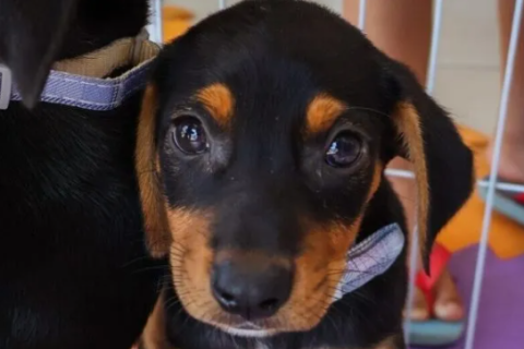 Feira de Adoção Animal acontece neste sábado (11) em Cabo Frio
