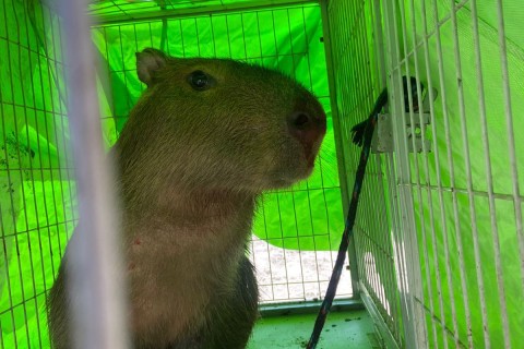 Guarda Ambiental resgata capivara na Praia Grande, em Arraial do Cabo