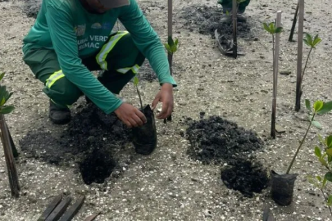 Prefeitura intensifica trabalho de renaturalização de manguezais de Cabo Frio