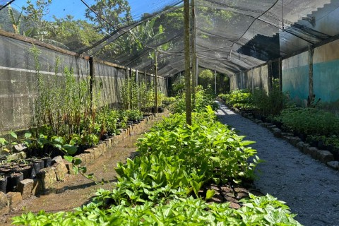 Prefeitura de Saquarema doa mudas de árvores frutíferas, medicinais e nativas à população