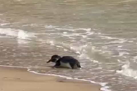 Pinguins aparecem em praias de Búzios