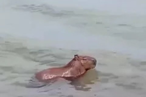 Capivara é vista se banhando na Praia do Arrastão, em São Pedro da Aldeia