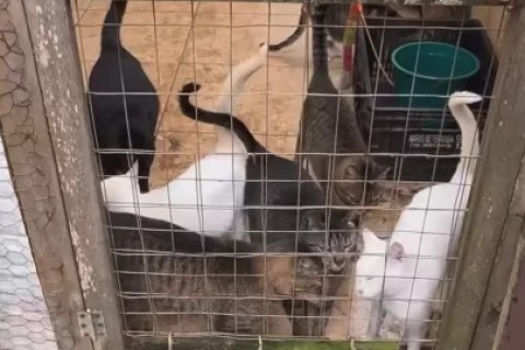 Denúncia de maus-tratos leva ação policial a resgatar animais em condições precárias em Búzios