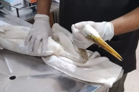 Garça ferida é resgatada em Cabo Frio e levada para reabilitação em Araruama
