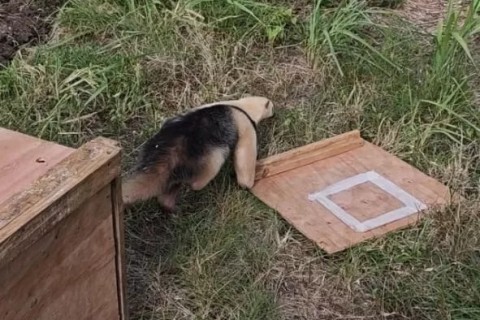 Tamanduá-mirim é resgatado em escola de São Pedro da Aldeia e devolvido à natureza