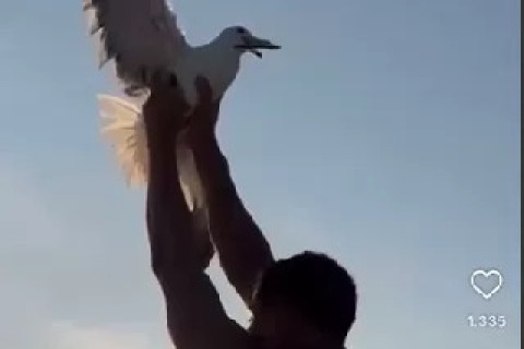 Meio Ambiente de Cabo Frio vai encaminhar caso sobre influenciador que agarrou gaivota ao MP e à Polícia Civil