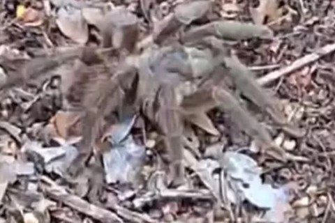 Guarda Civil de Cabo Frio realiza resgate de aranha caranguejeira e devolve animal à natureza