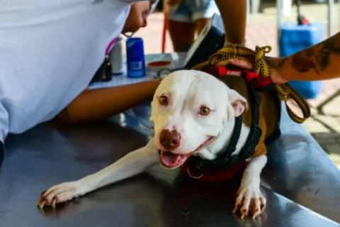 Cabo Frio recebe projeto Castra Mais RJ com atendimento gratuito a partir de segunda-feira (13)