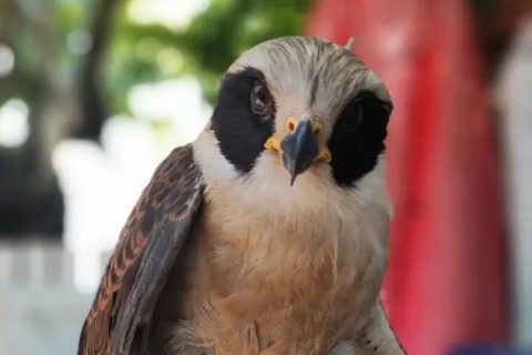 Gavião-sorridente é resgatado em Cabo Frio por Guarda Marítima nesta terça-feira (3)