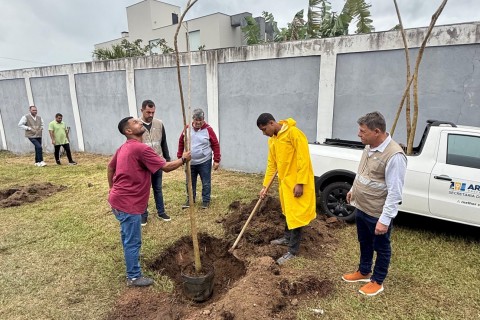 Araruama substitui eucaliptos por ipês-rosa na RJ-106 e transforma corredor da rodovia