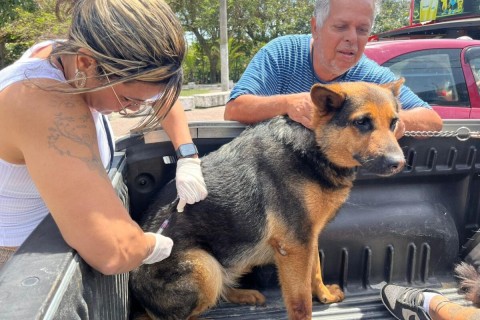 Vacinação antirrábica será oferecida durante as Feiras de Adoção Animal em Cabo Frio