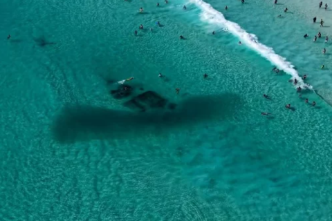 Mar azul da Praia Grande vira cenário para encontro com cardumes em Arraial do Cabo